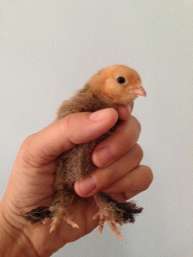 Tiny Fleur the Mille Fleur DUccle Chicken