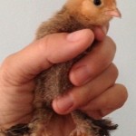 Tiny Fleur the Mille Fleur DUccle Chicken