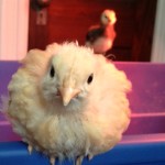 Mango the Buff Orpington Chicken