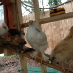 Chickens on their ramp