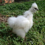 Izzy the Silkie Chicken