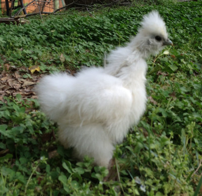 Izzy the Silkie Chicken