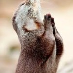 This otter could be Catholic